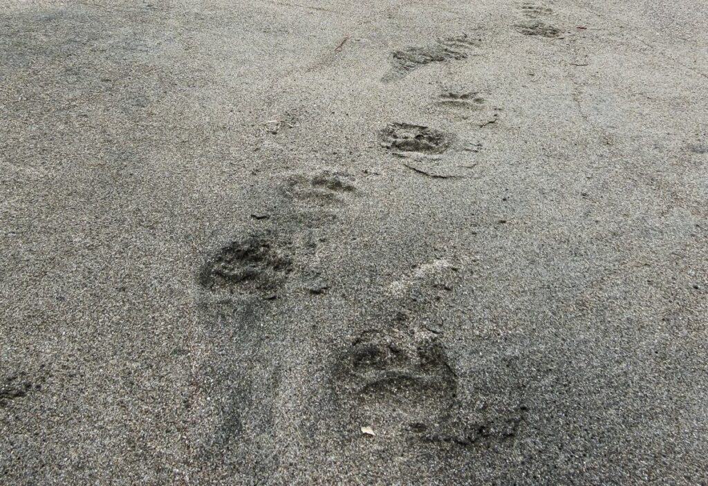 Bear prints on the sand on Bowen Beach