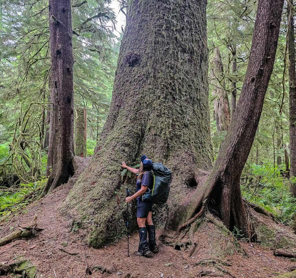 Admiring a giant Sitka spruce on the Cape Scott Trail