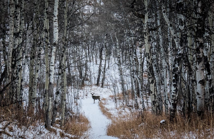 8 Easy Winter Walks Within 30 Minutes of Calgary - this at the Ann and Sandy Cross Conservation Area