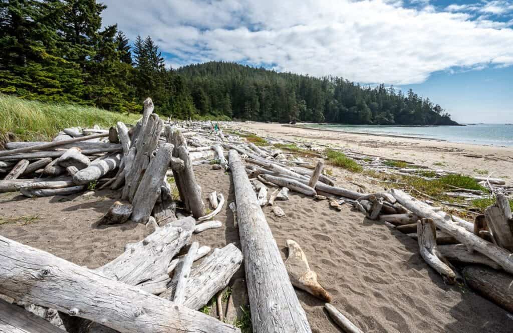 Sandy campsites at Guise Bay Campground on the Cape Scott Trail