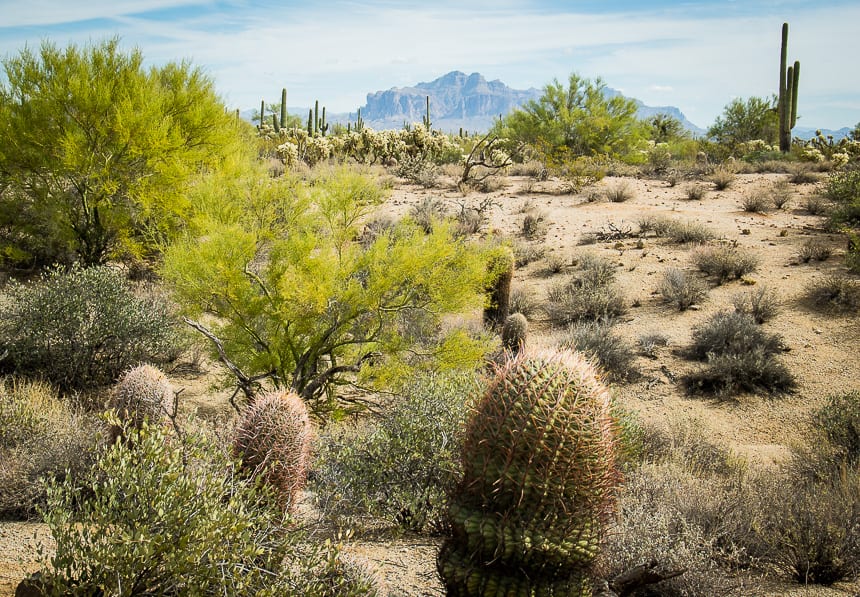  Barrel cacti - as pictured in the foreground point south