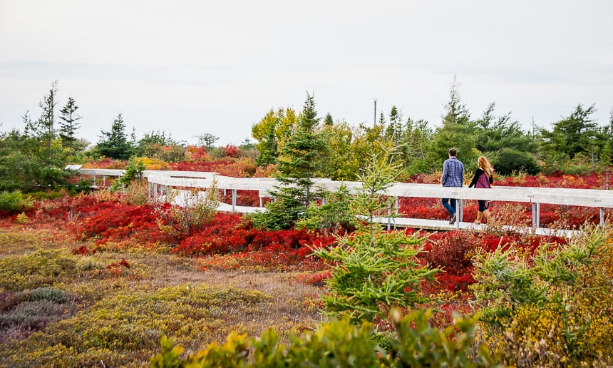 The brilliant red bogs of Miscou Island are a must stop on a road trip through Acadian New Brunswick in fall