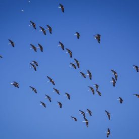 You'll probably hear the sandhill cranes before you see them