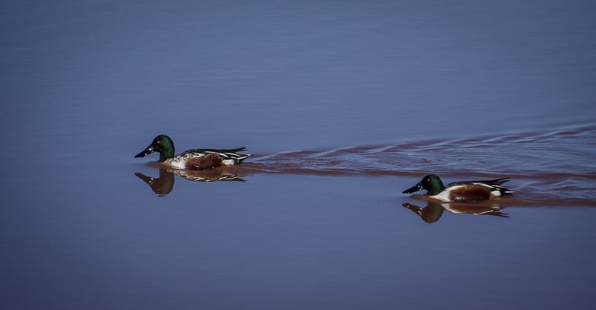 A pair of Northern shovelers