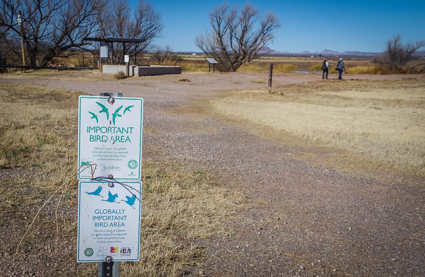 Whitewater Draw is classified as a globally important bird area 