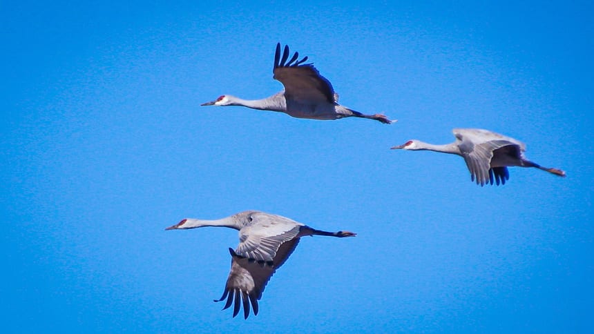 Catching a few sandhill cranes in flight