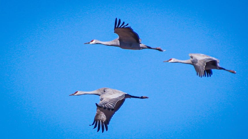 Sandhill Crane ⋆ Tucson Audubon