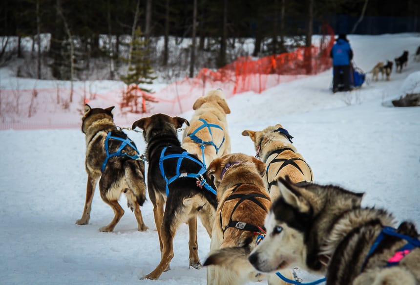 These sled dogs are ready to run!