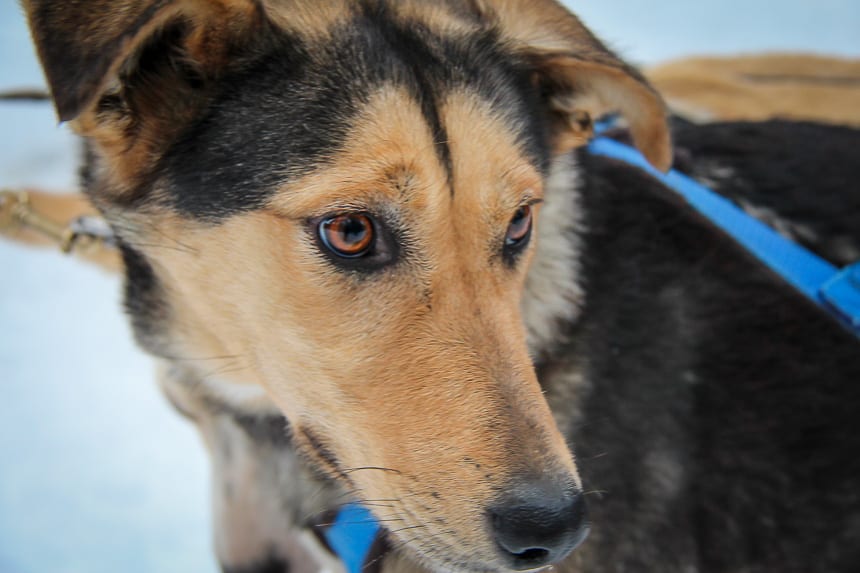 Your heart will melt when you meet the sled dogs