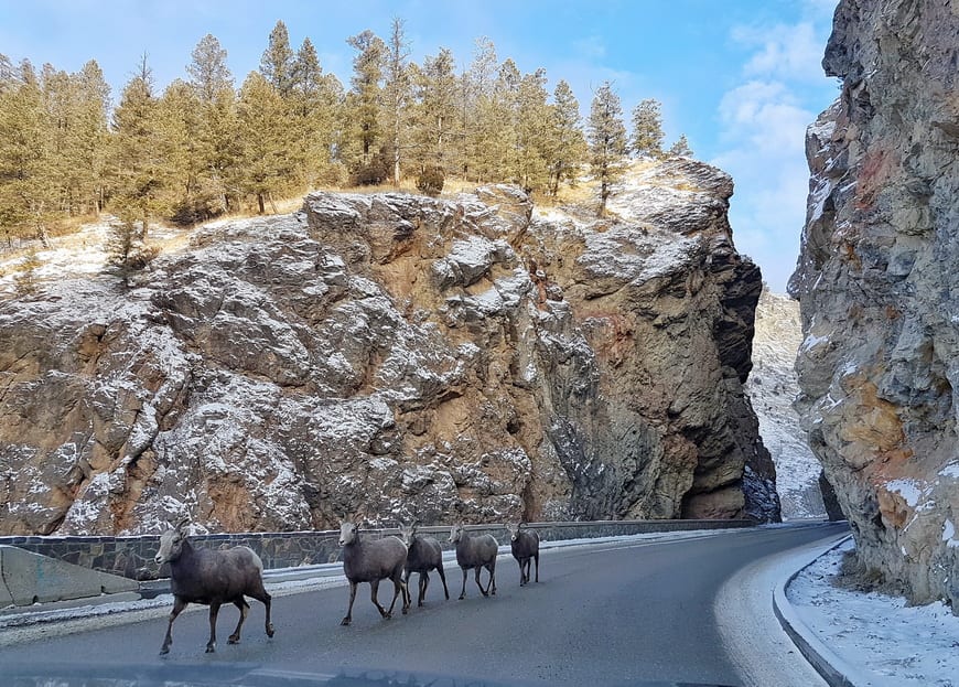 Stopped in our tracks by big-horned mountain sheep in Radium Hot Springs