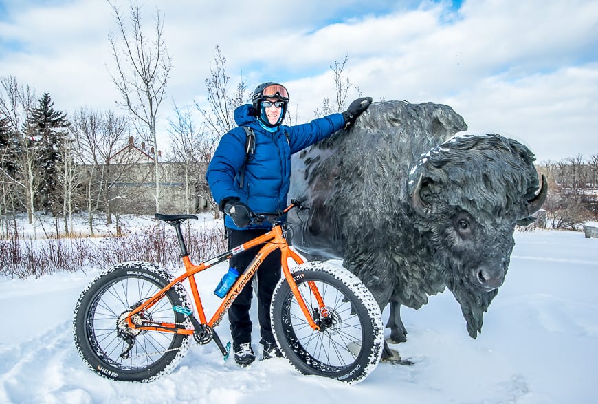 Checking out the bison by Fort Calgary