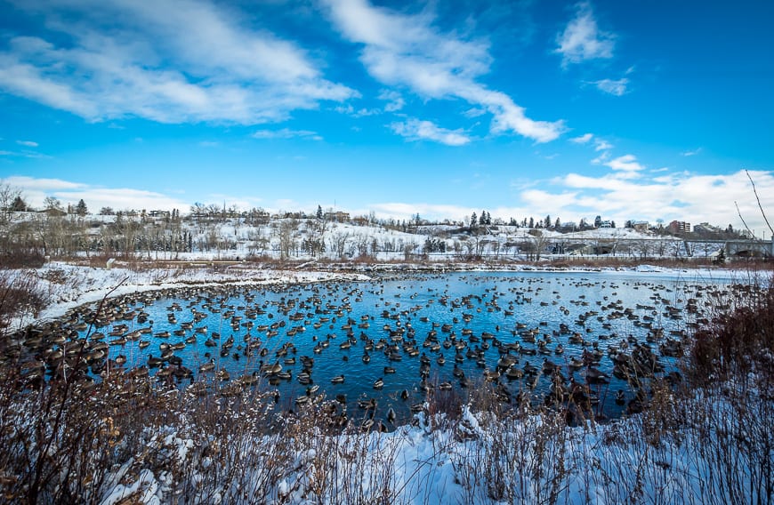 There were easily a 1000 birds in this pond at Prince's Island Park