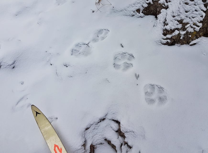 We followed day old cougar tracks for some time