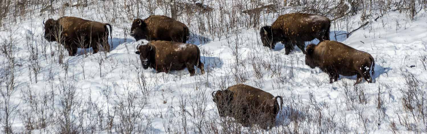 Bison in Riding Mountain National Park