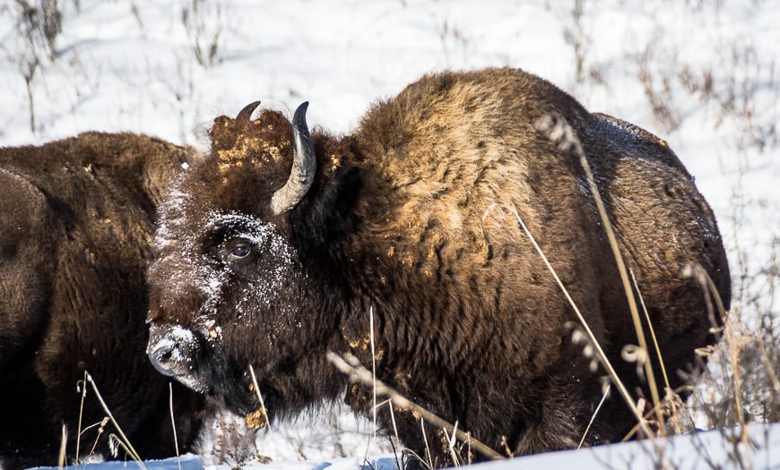 Stayed near the car to get this bison shot