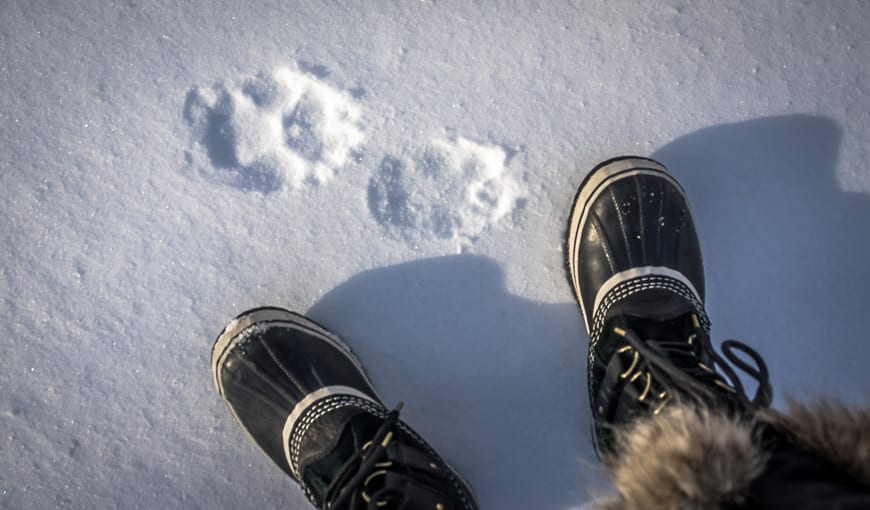 We stopped the car so we could check out the wolf tracks