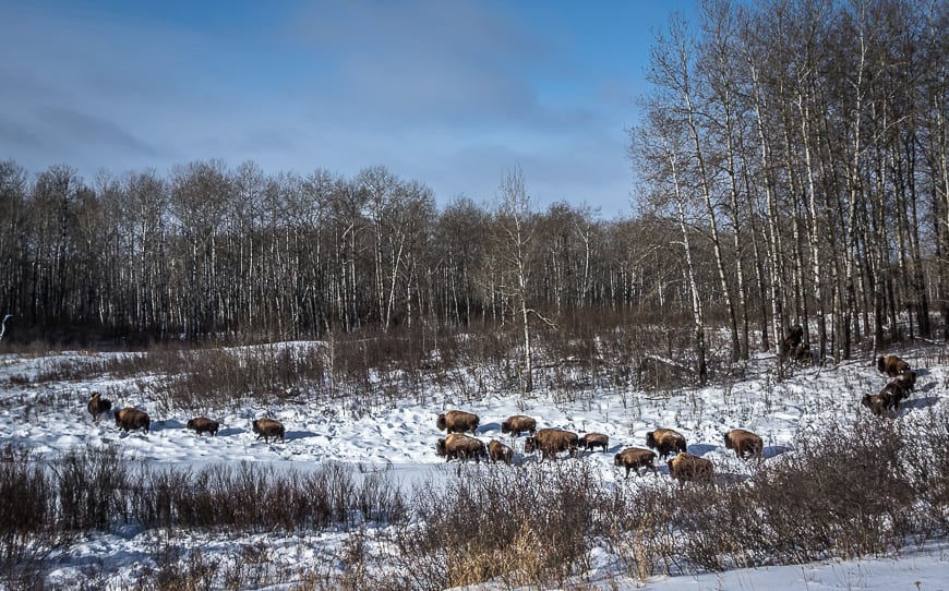 Great timing to catch sight of these bison in the park