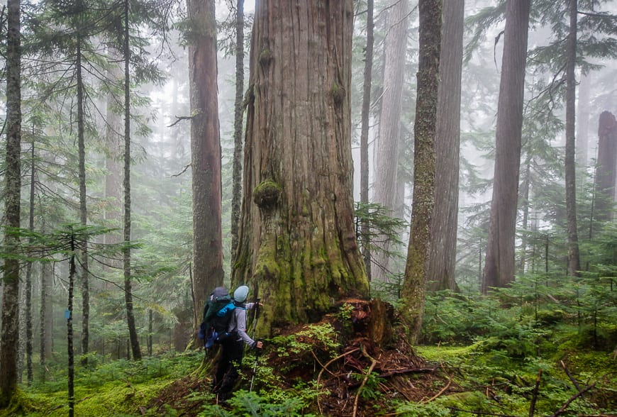 Some of the forest you hike through on the Sunshine Coast Trail is truly awe-inspiring - one of the true adventures in British Columbia