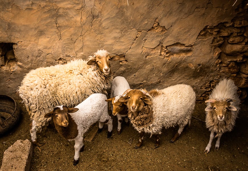 Sheep we saw in a village on the Anti Atlas hike