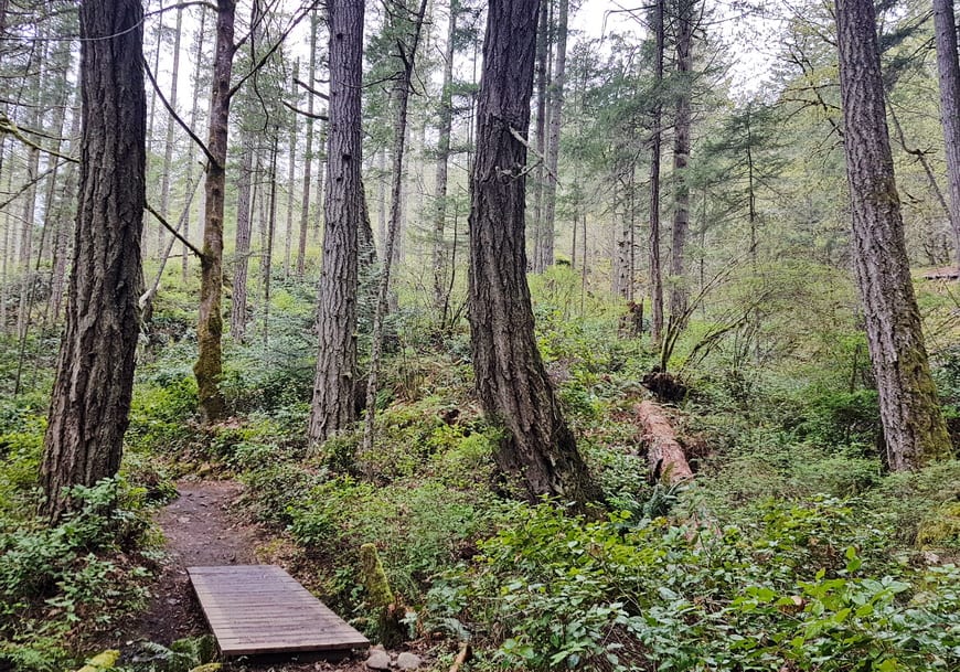 Exceptionally pretty forest walking