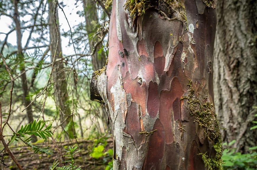 Huckleberry bark