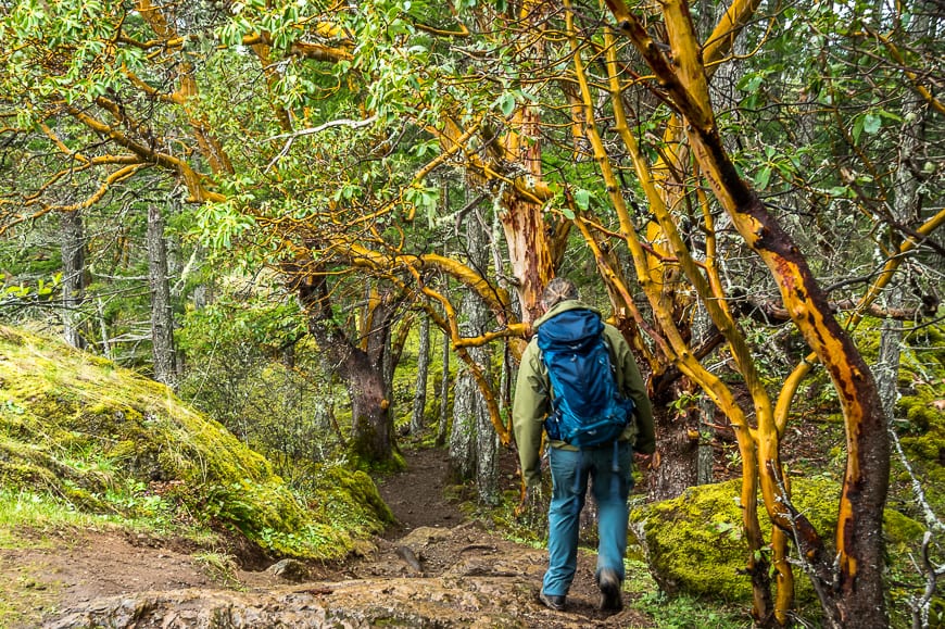 Hiking through sections of stately arbutus trees