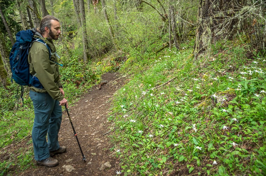 Stopping to admire a swath of camas lilies