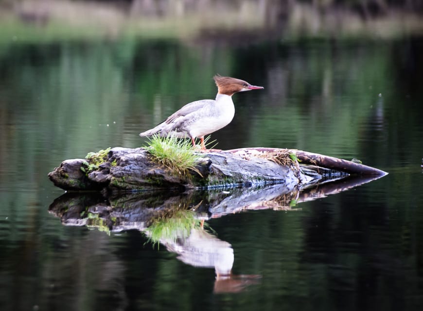 One of the many mergansers we saw at the lodge