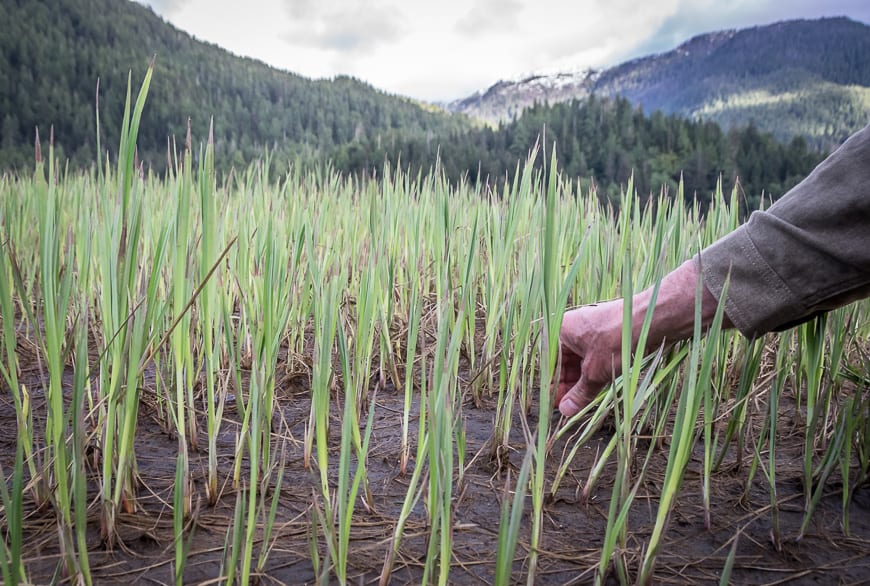 Stopping to look at the high protein grasses, one of the first foods that is available to the bears