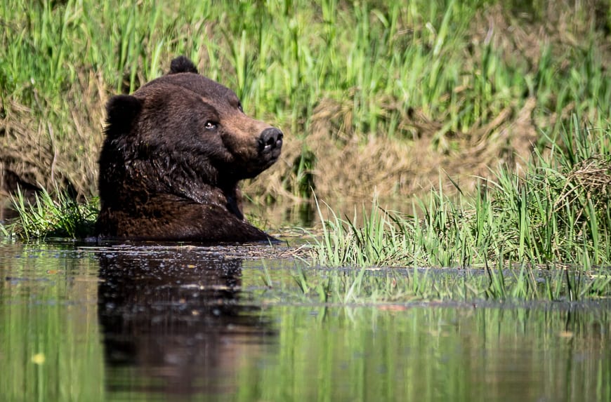 A large male grizzly bear