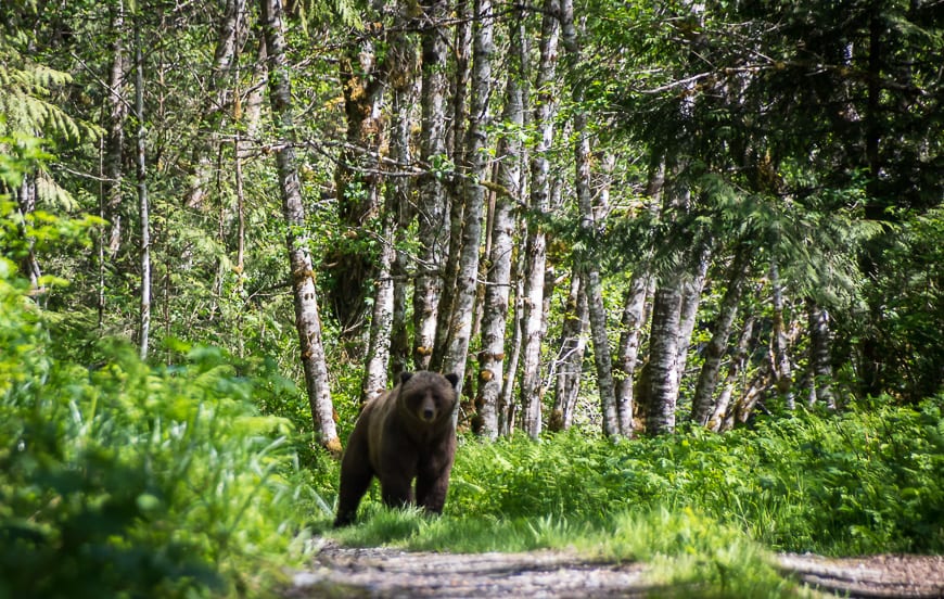 We happened upon this bear on the bus ride to the blind