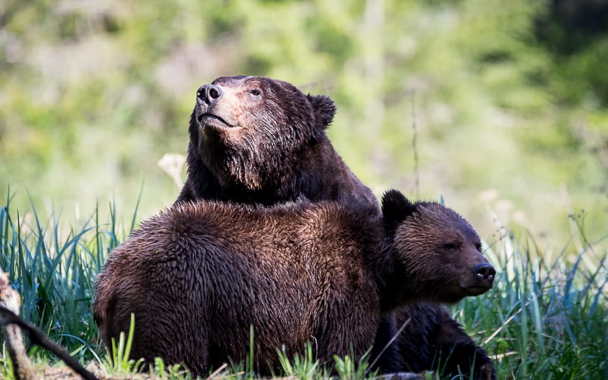 Magical to watch the interaction of these two bears on three occasions