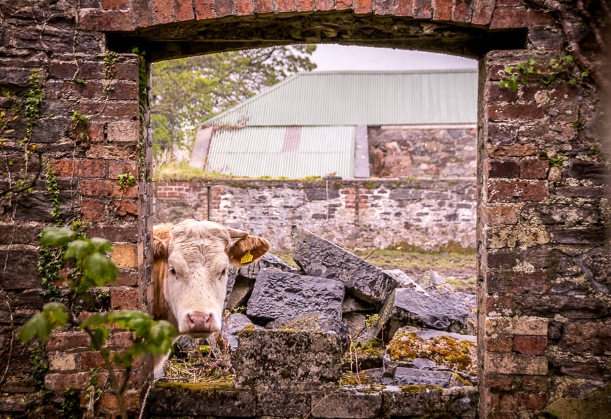 Hiking in Ireland: The West Coast Experience