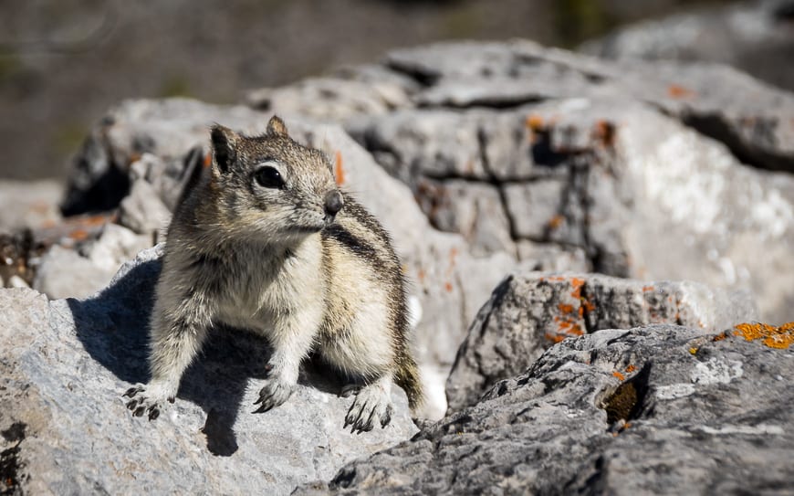 Where there are hikers stopping for lunch there are chipmunks