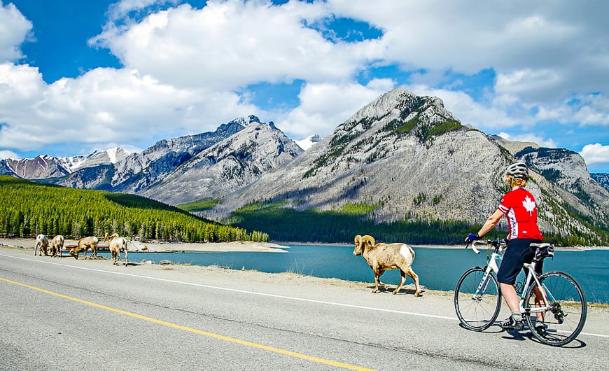 Watch for animals both large and small on the road