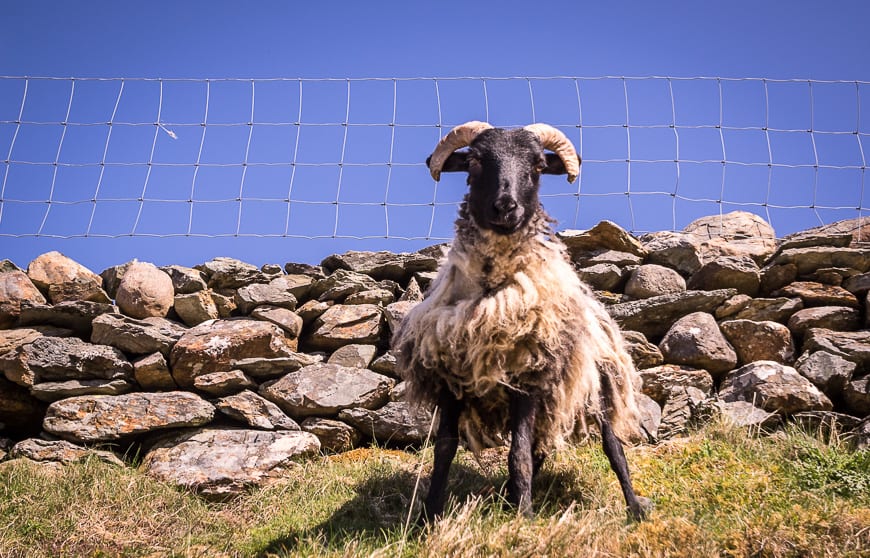 Getting the hairy eyeball from a sheep