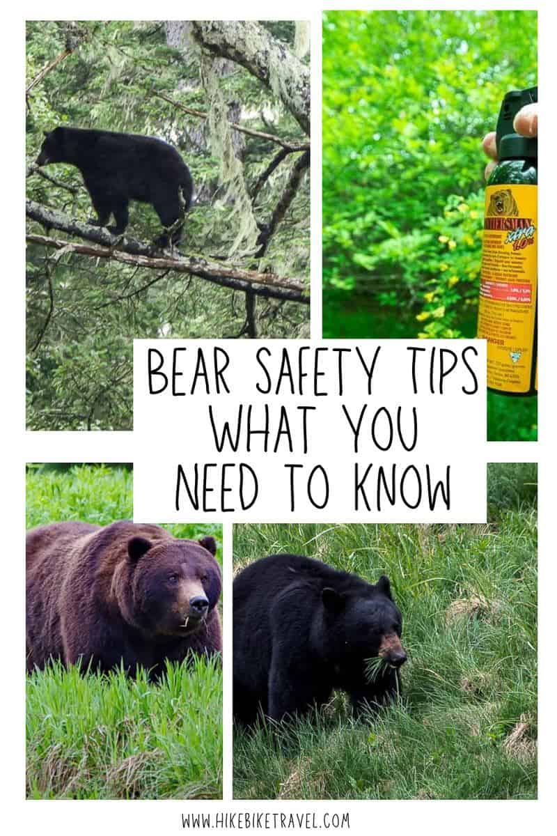 Bear safety tips - what you need to know