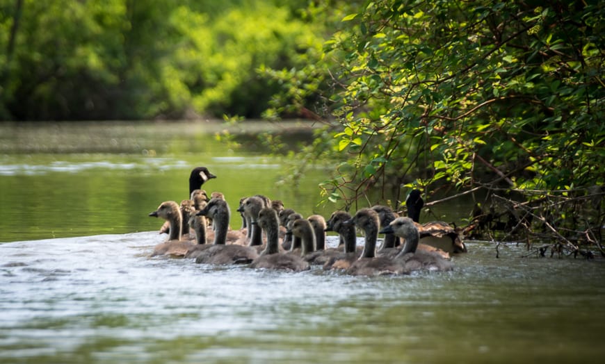 I counted 20 Canada geese chicks