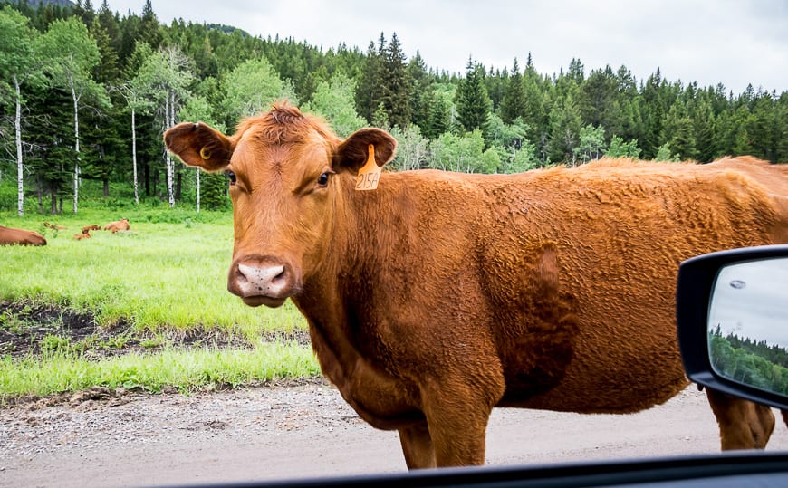 We stopped to let this cow go by on the road in Castle Provincial Park