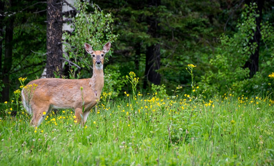 Look out for deer along the roads in Castle Provincial Park 