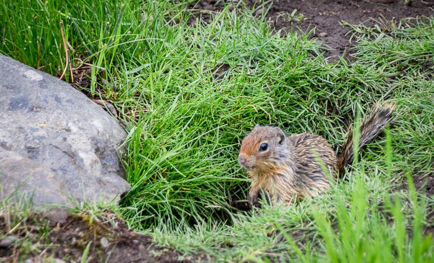 Watch out for prairie dogs on the roads in Castle Provincial Park