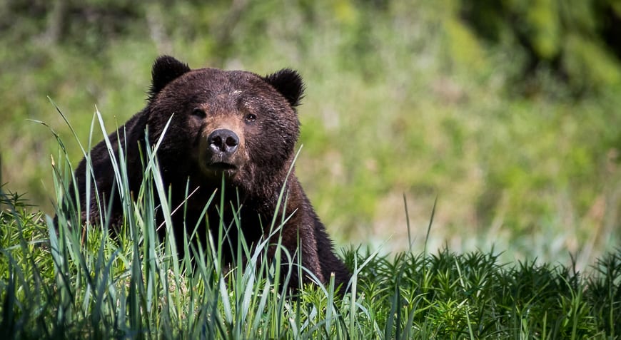 Bear safety tips - important to know when you spot a grizzly