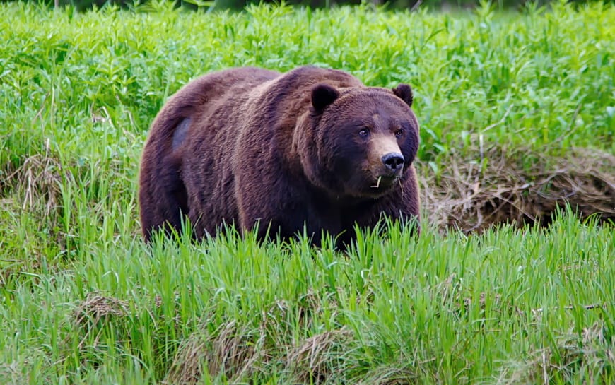 A massive male grizzly near Great Bear Lodge in BC