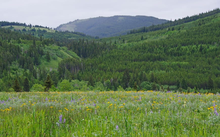 Look for wildflower filled meadows