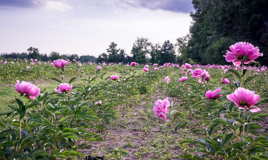 Cycling past a sea of peonies on the backroads of Oxford County