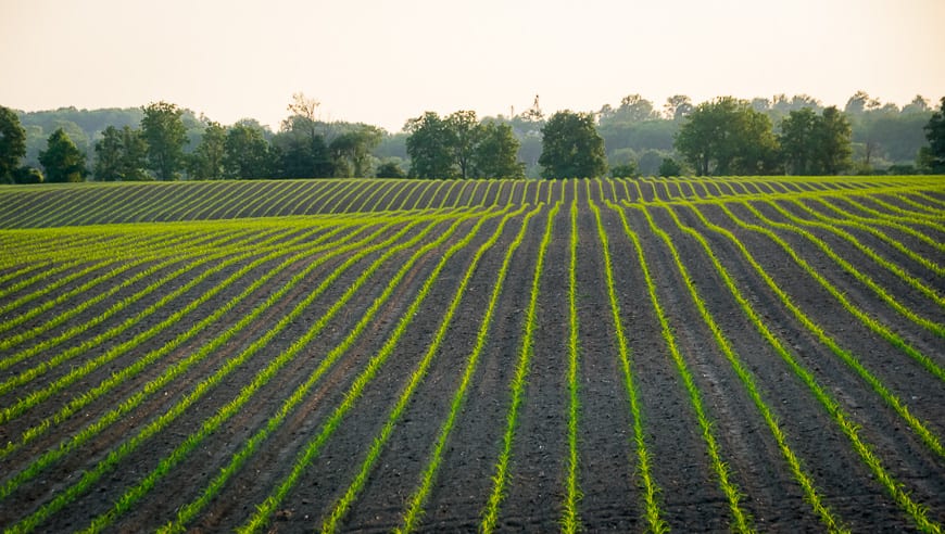 New crops catching the evening light