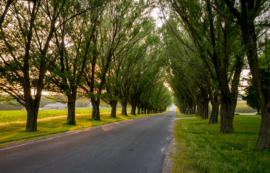 Cycling through a tunnel of trees