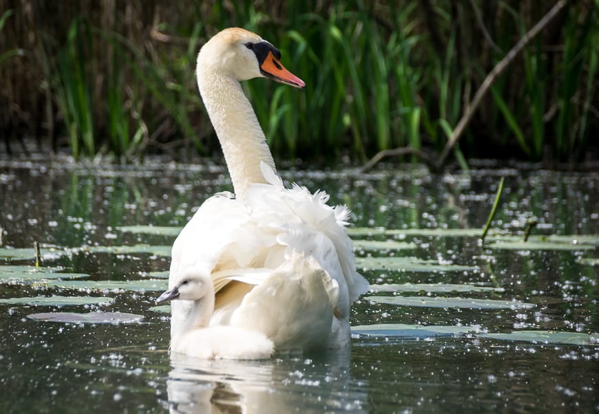 Expect to see swans in the marsh