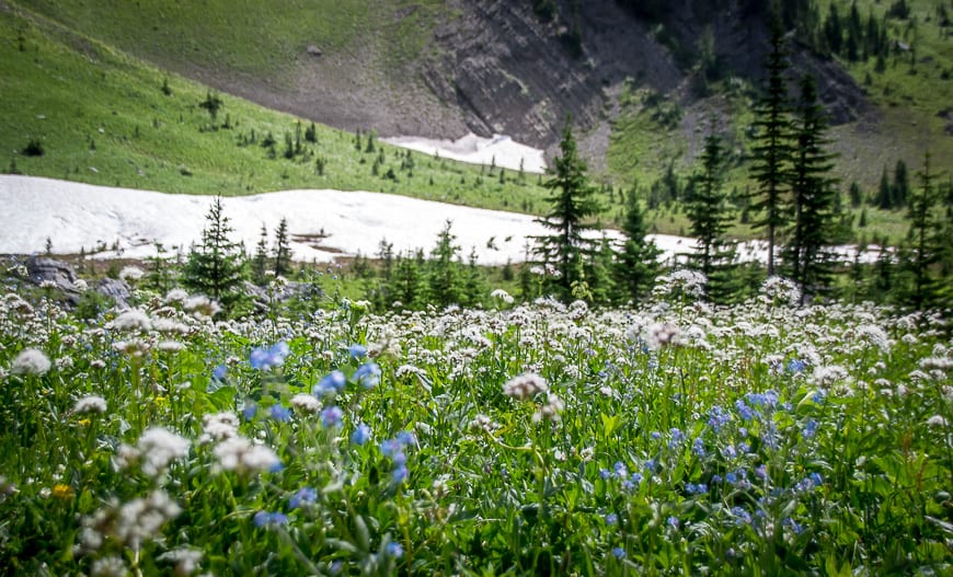 At the end of July you'll find masses of alpine wildflowers