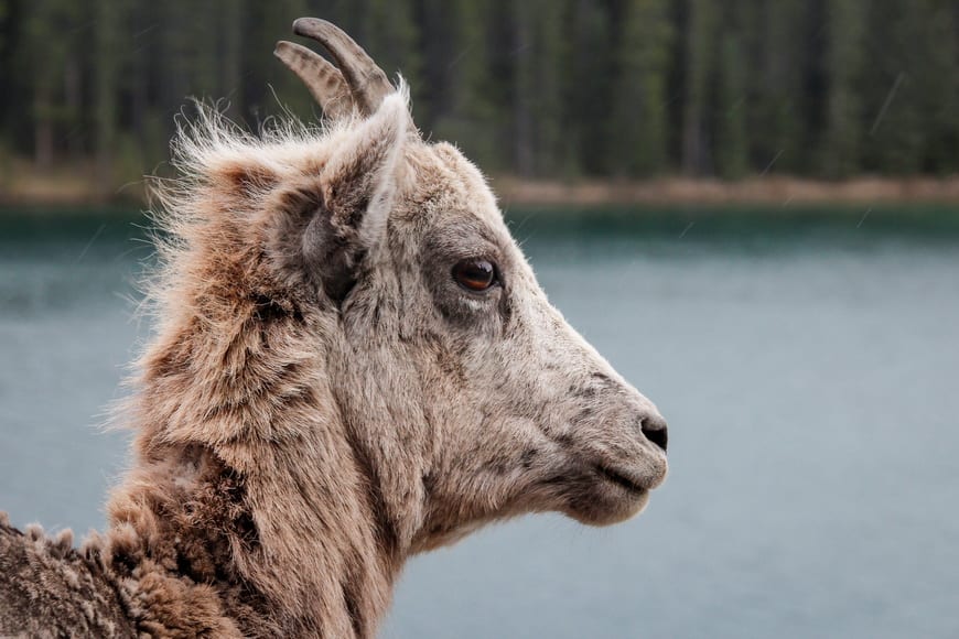 5 Chances of seeing wildlife around Lake Minnewanka are high